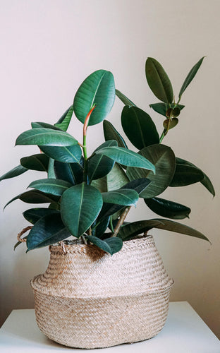 Rubber Tree Care Guide